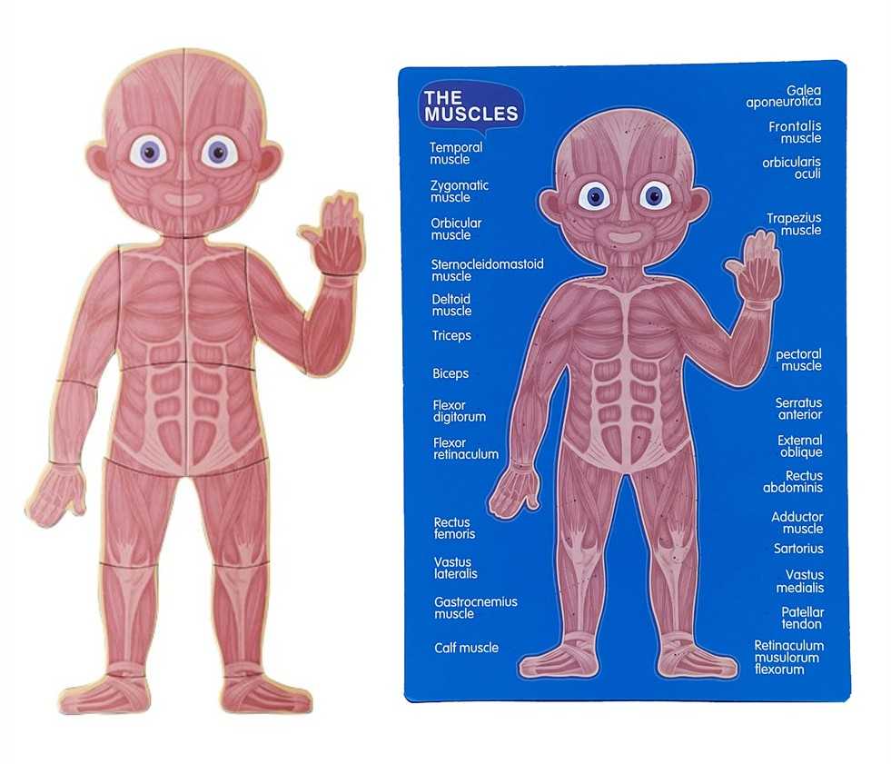 Magnetinė dėlionė Žmogaus anatomija