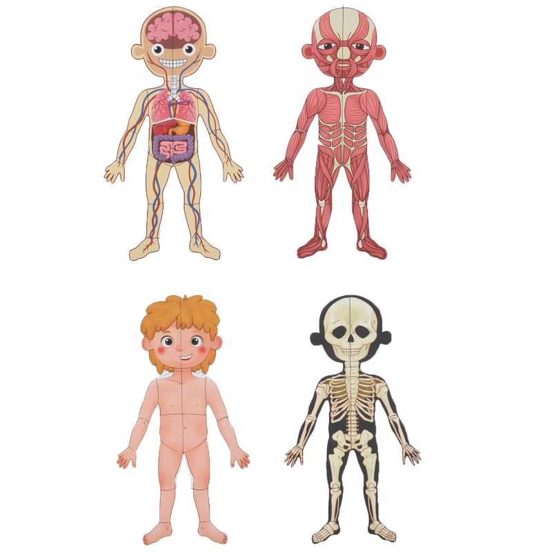 Tooky Toy magnetinės kortelės, žmogaus anatomija 		