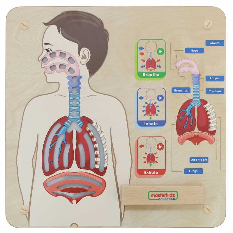 Edukacinė lenta Masterkidz, kvėpavimo sistema