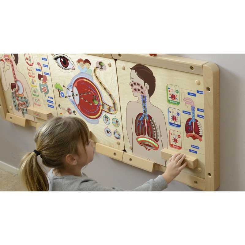 Edukacinė lenta Masterkidz, kvėpavimo sistema
