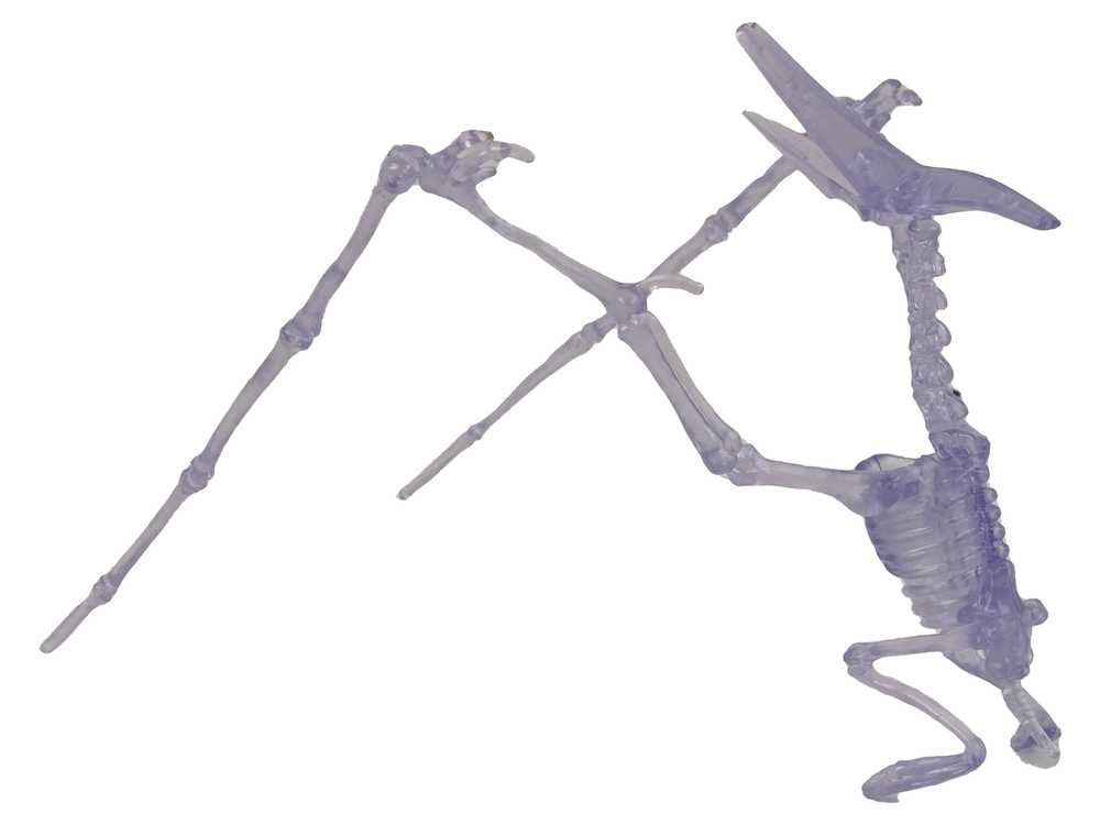 Šviečiantis surenkamas dinozaurų skeletas