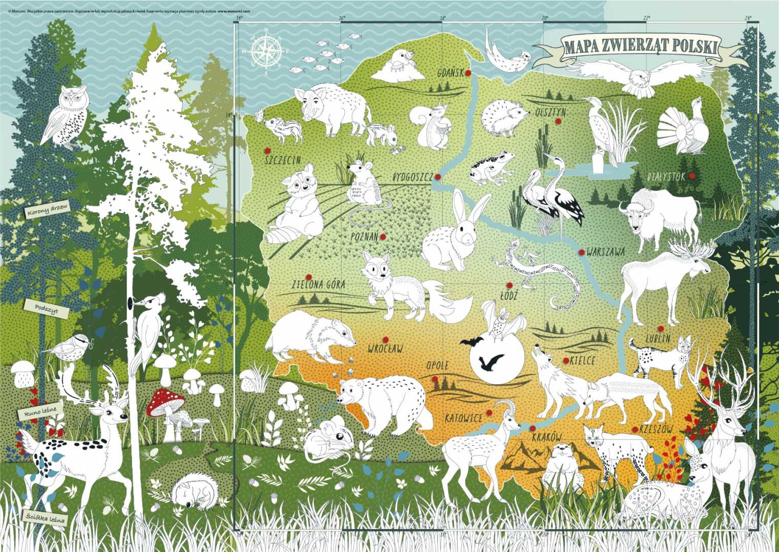 Spalvinimo plakatas - Lenkijos gyvūnai miške